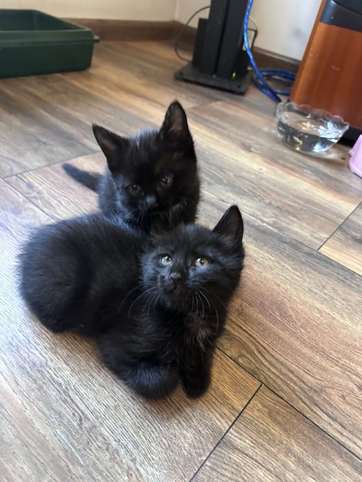 Котенок ищет дом