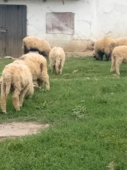 Vand 16 carlani de anul asta