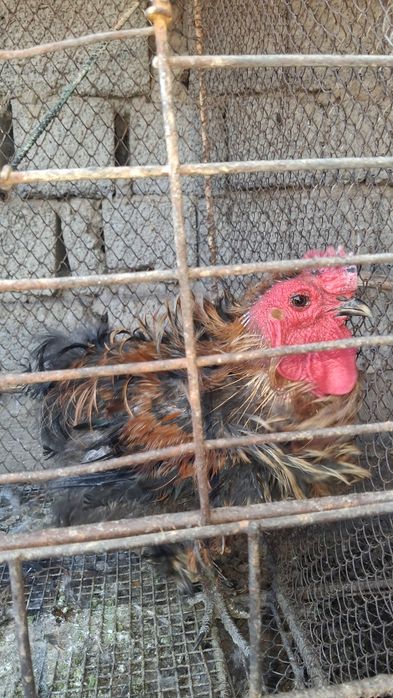 Xõroz Sotiladi Damashni Kilosi 3000