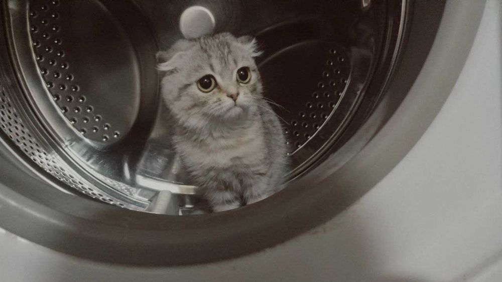 Страйт и Фолд кошки/коты