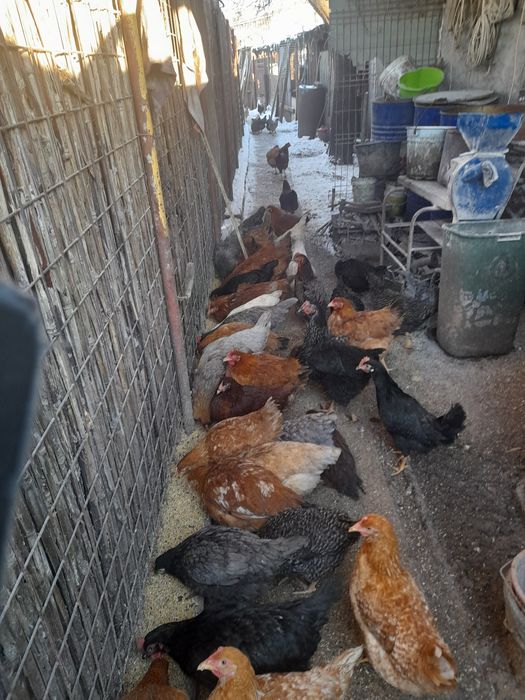 Oua de gaina de tara