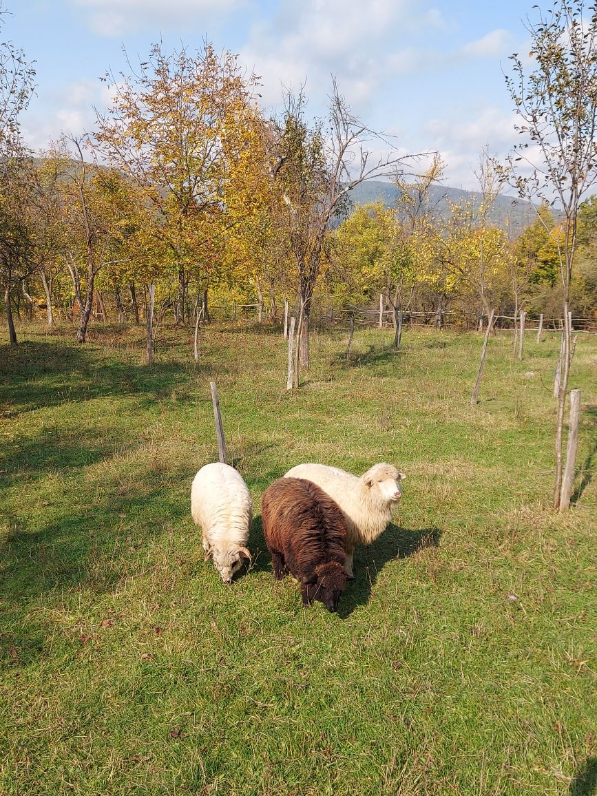 Teren Intravilan Ideal Ptr Casa La Km De Rm Vl Zona Copacelu Ramnicu Valcea Olx Ro