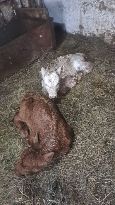 Продам тёлят разных