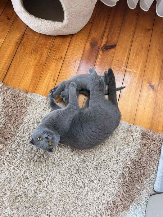 Сладко клепоухо мъжко коте