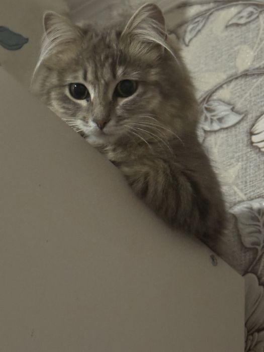мысық 1 жас жане