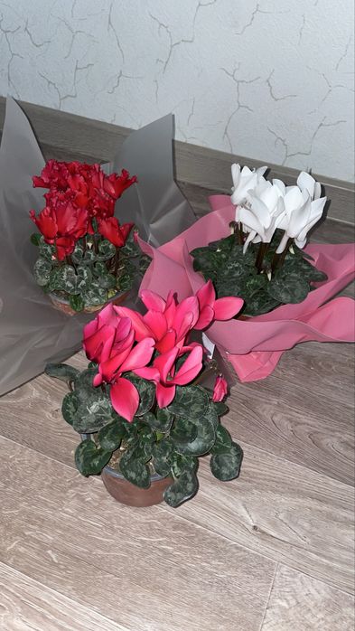 Цветы, комнатные растения, цикламен