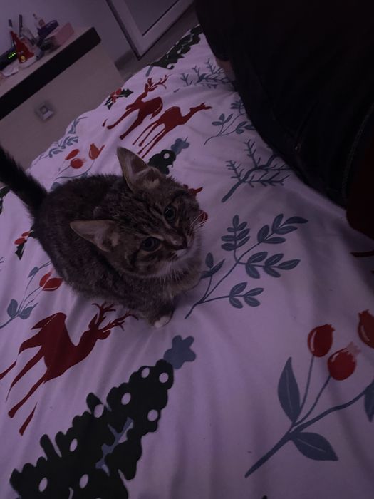 Donez pisicute draguțe