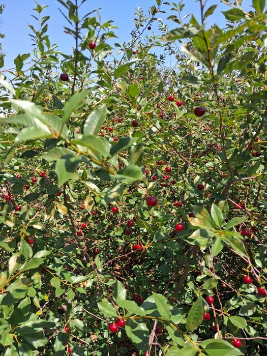 Дача на первой водоколонке. Вьезд во вторые ворота