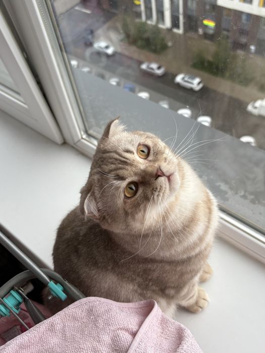 кот вислоухий на вязку