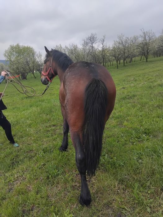 Vând manz  un an si 10 luni