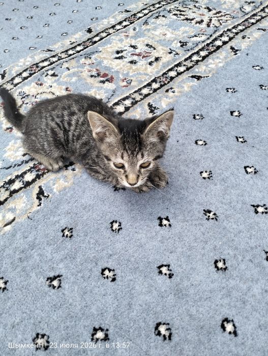 Марғау тегін. Котята бесплатно
