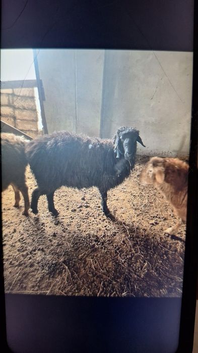 Мал сауда коилар бар семыз