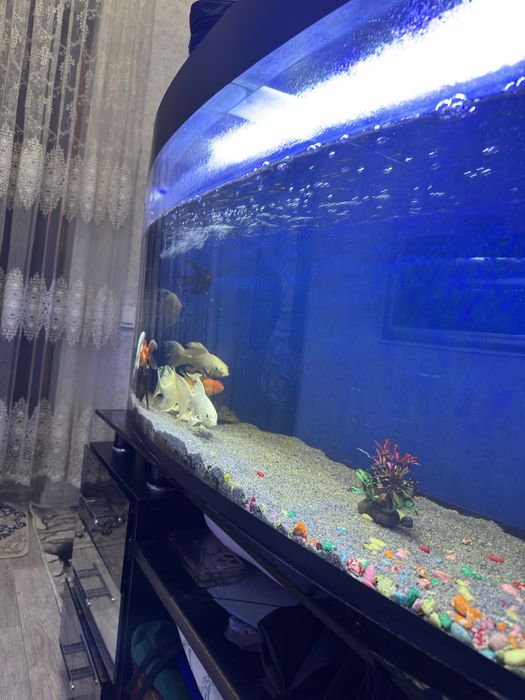 Akvarum saotiladi 150 ltr ichdi hama narsalari bla beraldi pastafka bl