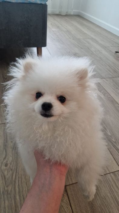Pomeranian cu certificat de origine  pedigree