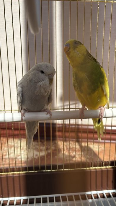Продам попугаев