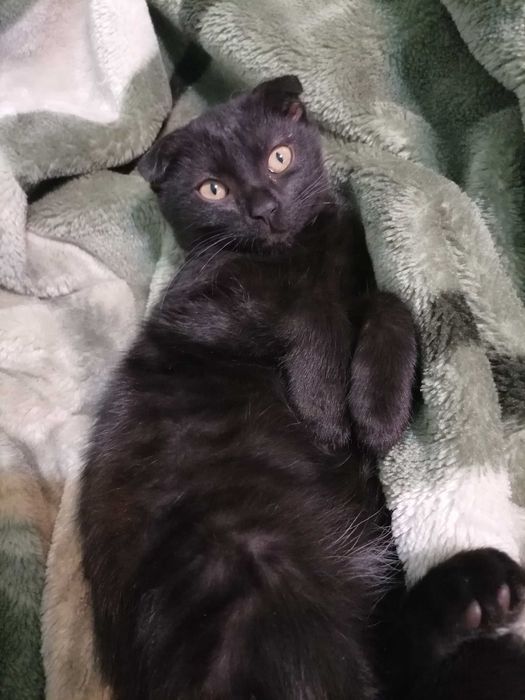 Котята в добрые руки!
