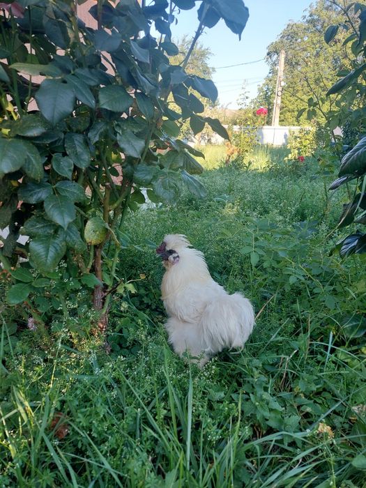 Cocoș Mătase Japoneză (Silkie) rasă pură, 1 an