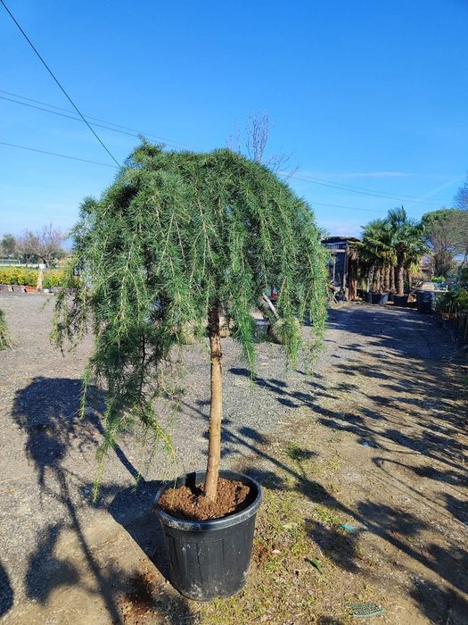 Vând plante ornamentale
