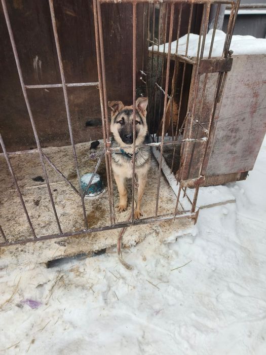 Продам щенка 5 месяцев