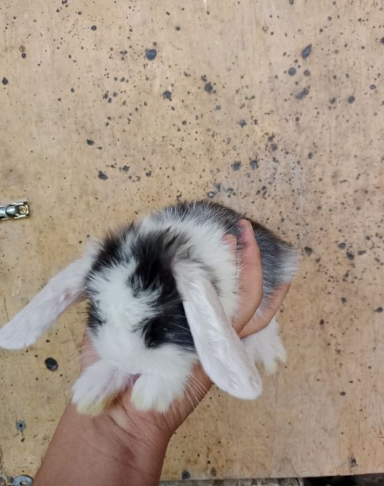 Mini quyonlar sotiladi