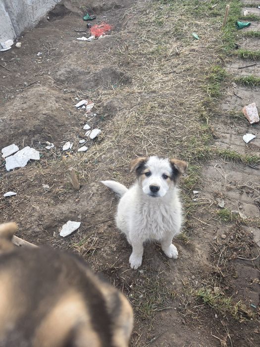 Отдам в добрые руки даром!