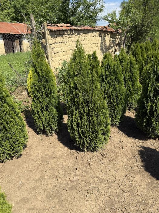 Фотиния,спирали и туй!