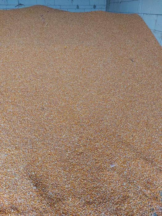 Vand Porumb Boabe 2025