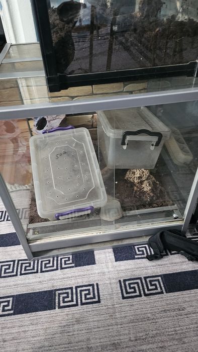 Паук ласиодора парахибана