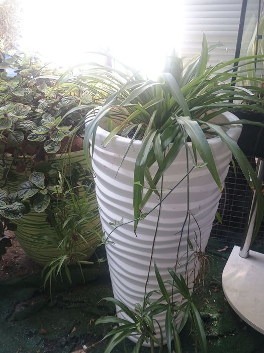 Plante ornamentale curgătoare in ghivece plastic de 80 cm înălțime