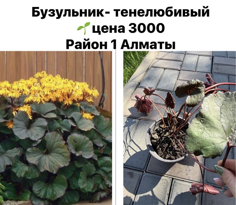 Хоста, садовые цветы