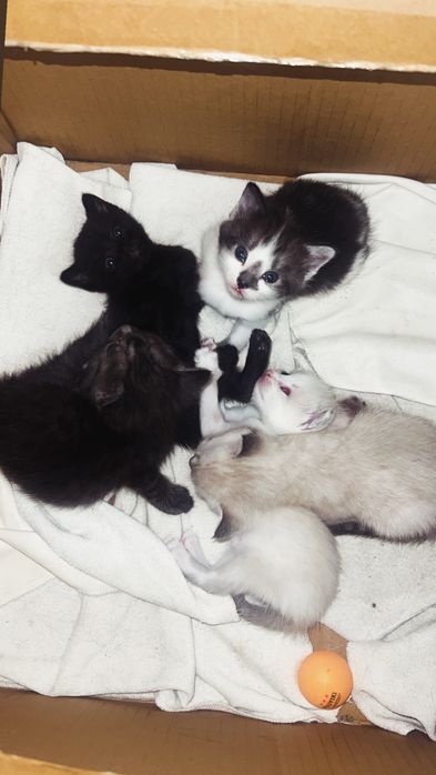 Котята в добрые руки
