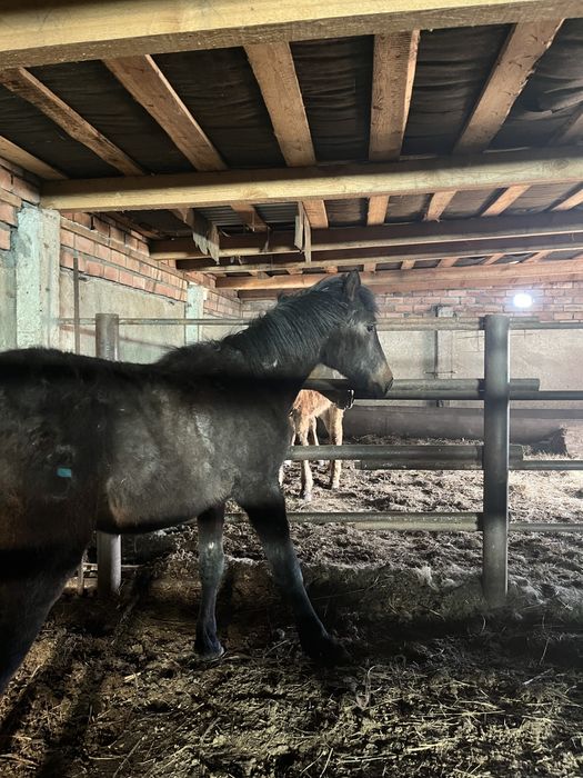 продам жеребчика 24 года