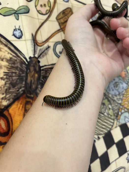 Кивсяки многоножки