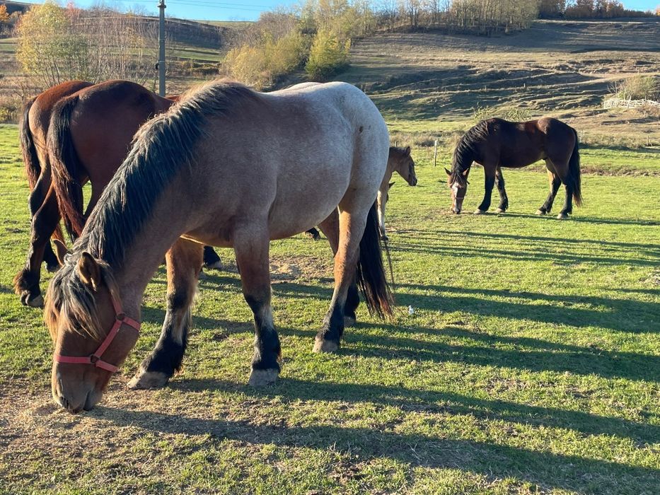 Mânz și mânzat de doi ani jumate cu mânz de o luna