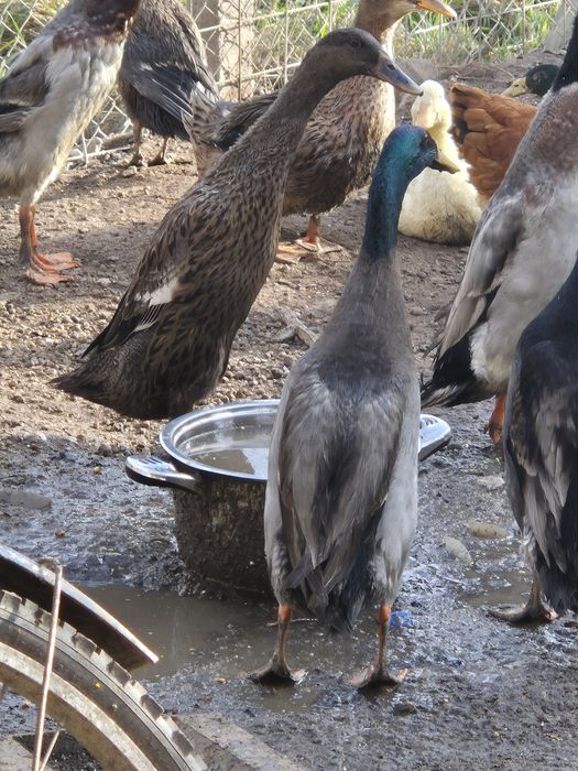 Perechi rațe indiene / alergătoare