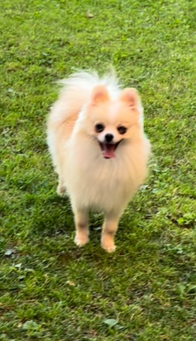 Femela Pomeranian crem/roșcat cu PEDIGREE