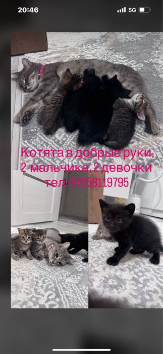 Отдам в добрые руки домашних котят от здоровоймолодой кошечки,
