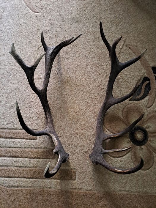 Рога от благороден елен