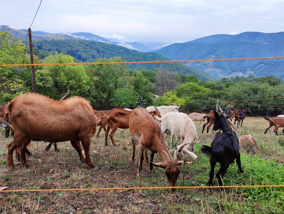 Vând capre de lapte - montate, la prima, a doua și a treia fătare