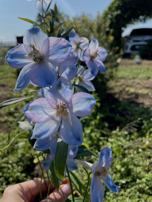 Продам дачу общество Союз