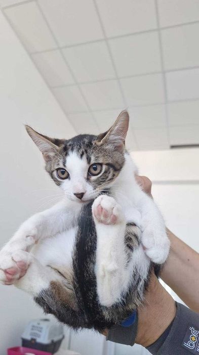 Adoptie 2 pisoi dragalasi de 3 luni si jumatate, testati, deparazitati intern si extern, vaccinati, 1 baietei si o fetita.
