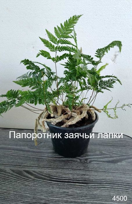 Комнатные цветы . Не капризные. от 1500 т