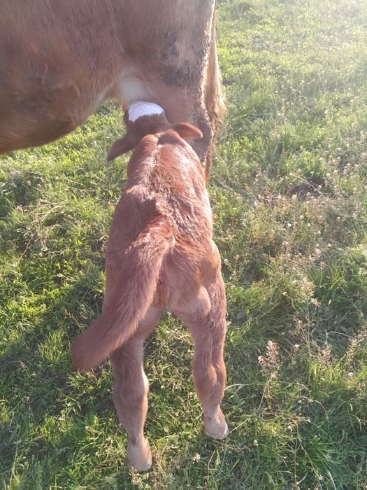 Vaddvitel de carne de pus la vaca