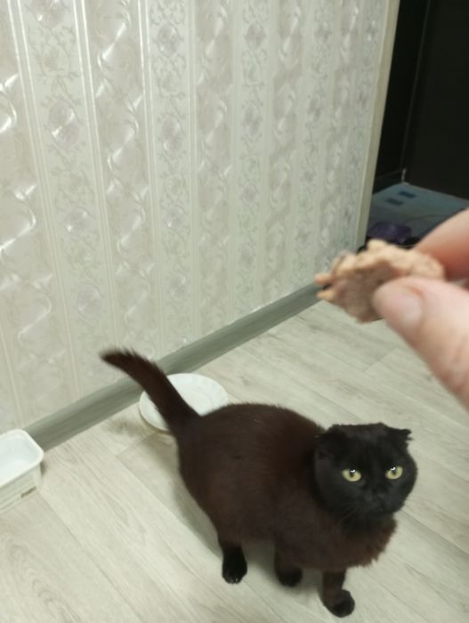 Срочно веслоухая кошечка