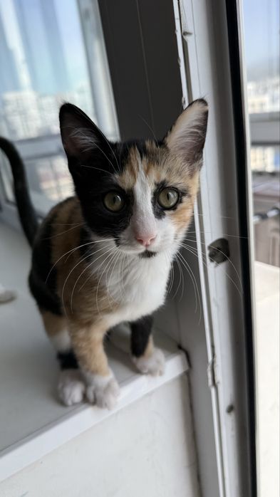 Котята - 3 месяца, девочки
