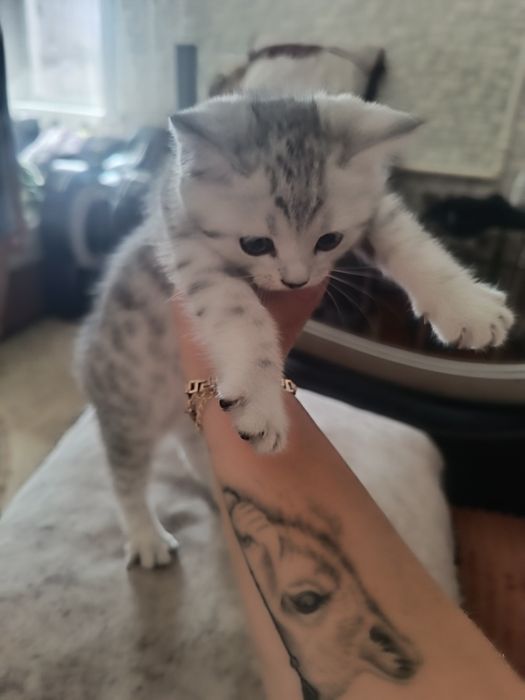 Котята шотландские