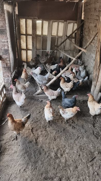 Куры оптом продаю