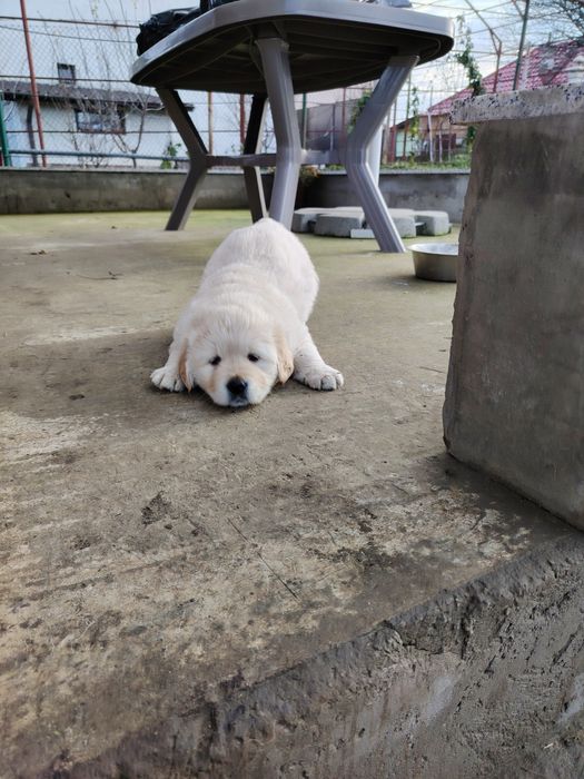 Băiețel golden retriever