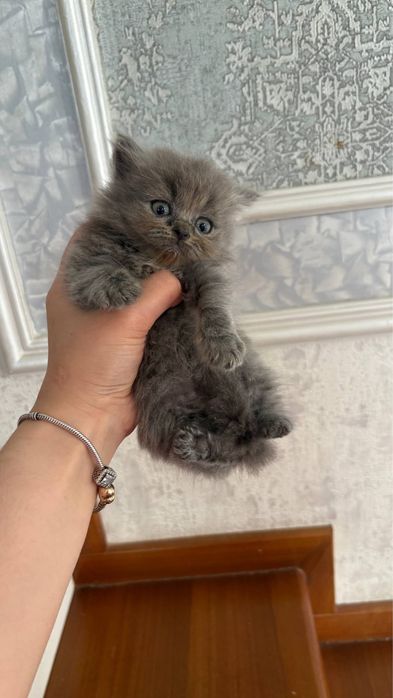 продаются породистые котята