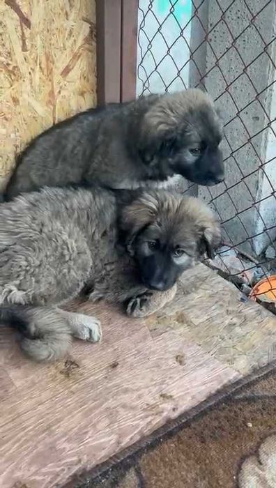 Ищем любящих хозяев щенкам